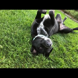 Meet your Posher, Bobbie